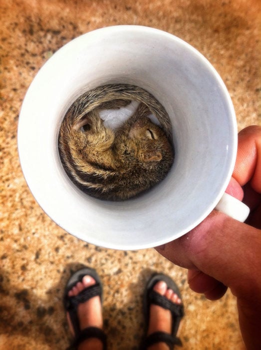 ARDILLA HECHA ROSCA EN UNA TAPA