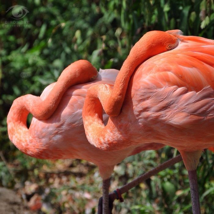 FLAMINGOS ROSAS TOMANDO EL SOL MIENTRAS POSAN SU CABEZA EN SU ESPALDA