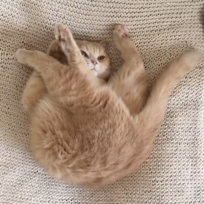 GATO CON LA CABEZA ENTRE LA COLA