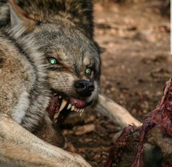 lobo devorando a su presa