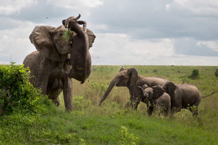 ELEFANTE TIRANDO A UN BUFFALO