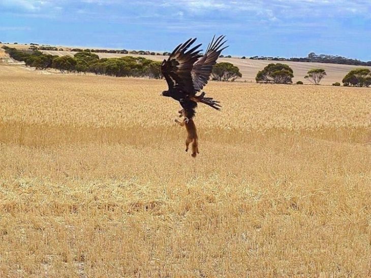 aguila llevandozse a un zorro