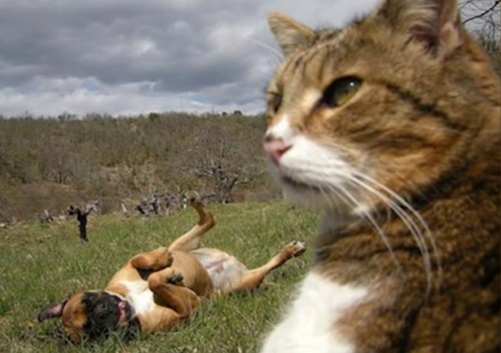 Animales photobomb - Foto de un perro atrás acostado y divirtiéndose y en el primer plano esta un gato con cara de fastidio