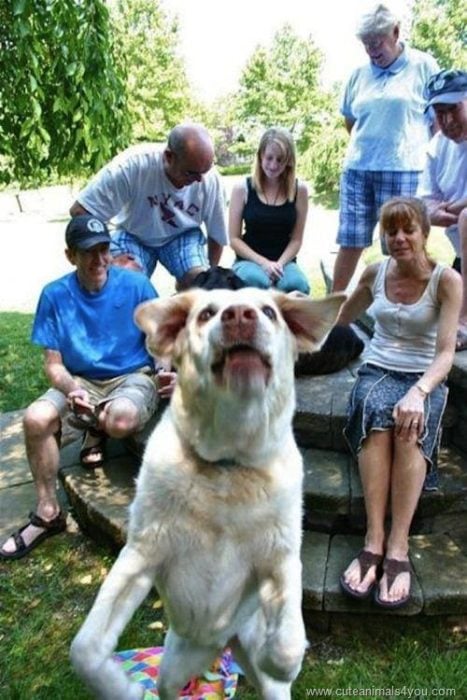 Animales photobomb - perro atravesandose en las fotos 