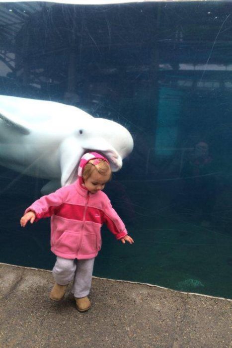 Animales photobomb - Niña en un acuario y delfin atrás