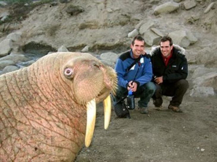 Foto de un manatí photobomb