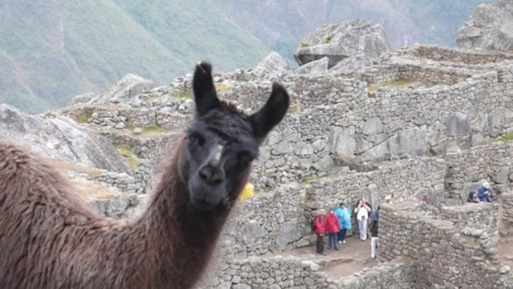 Foto de una llama que aparece en la toma