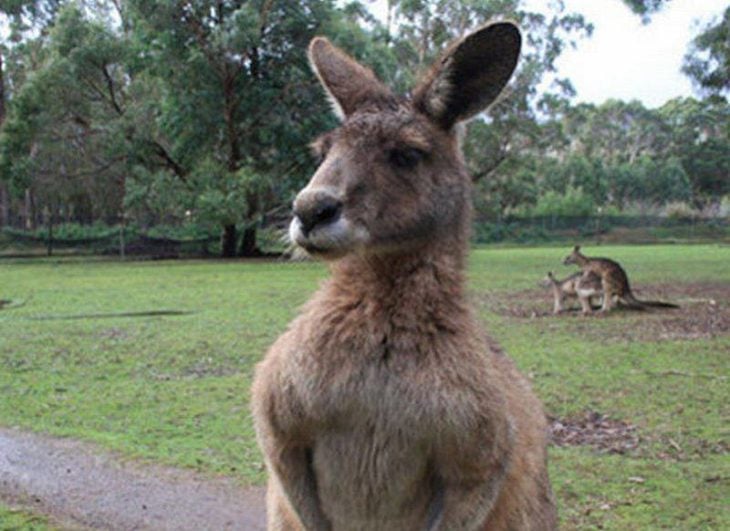 Foto de un canguro y atrás hay dos canguros montados