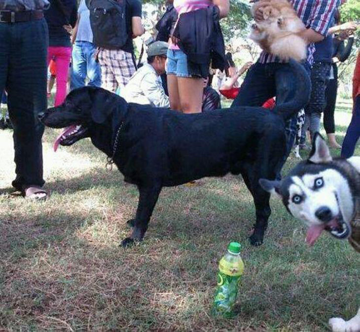 Foto de un perro y al lado sale un husky sacando la lengua