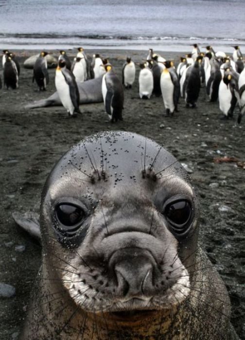 Foto de pinguinos atrás y en primer plano una foca