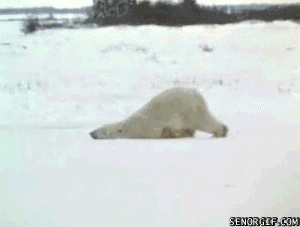 Gif oso polar se arrastra en la nieve