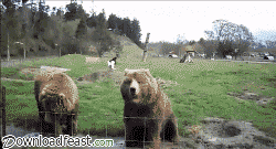 Gif osos saludando