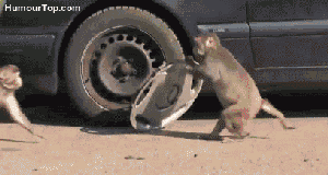 Gif mono desmantelando un carro
