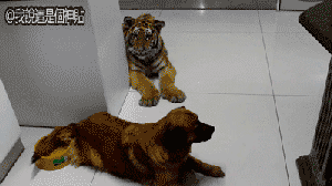 Gif tigre toca a perro y cuando el perro reacciona el tigre se asusta