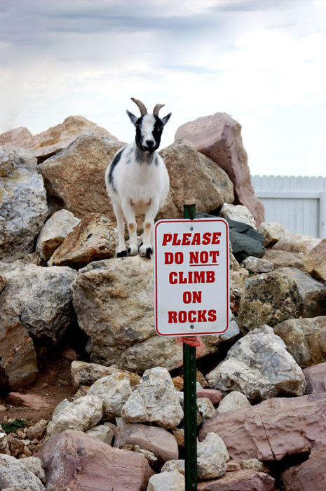 No les interesan las reglas - Cabra en las rocas