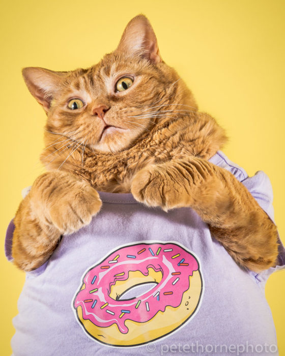 Gatos gordos, gato con playera de dona