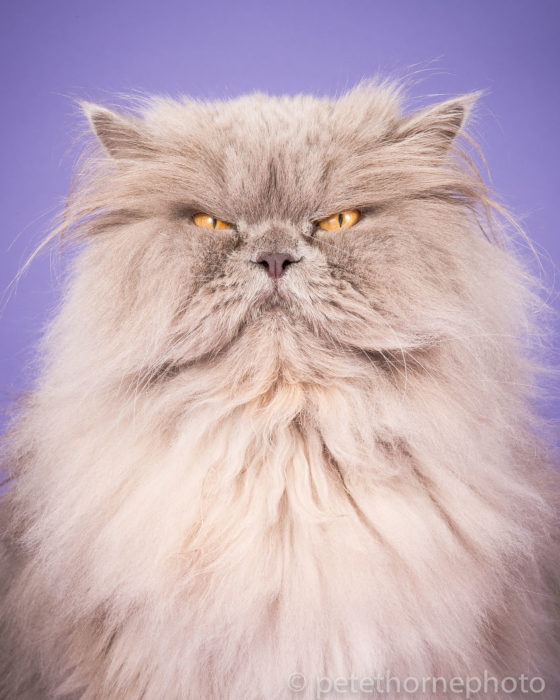 Gatos gordos - gato con cara de enojado 