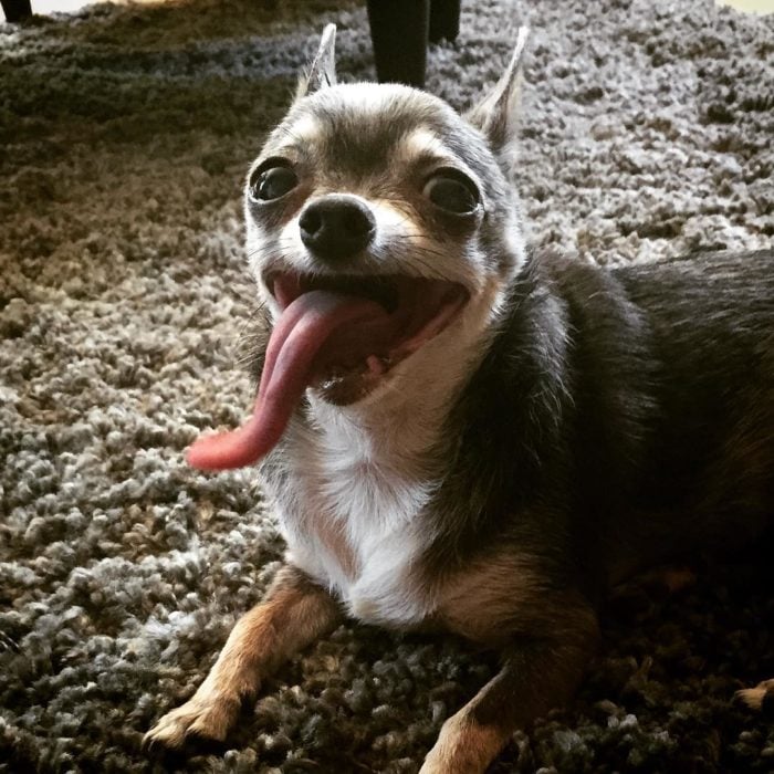 perrito con la lengua de fuera