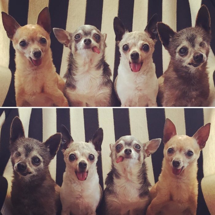 perritos chihuahuas viejitos