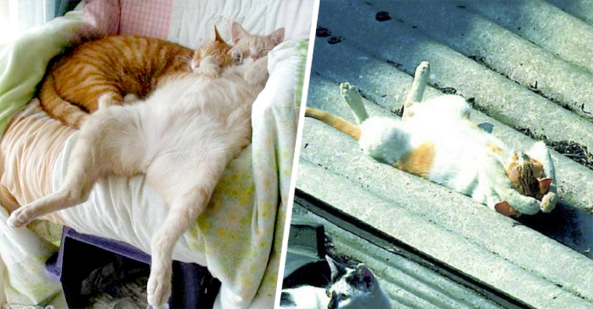 20 Gatos que se convertirán en tu maestro de la relajación