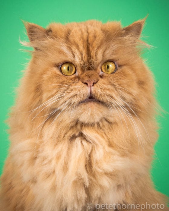 Gatos gordos - gato con cara de asombro