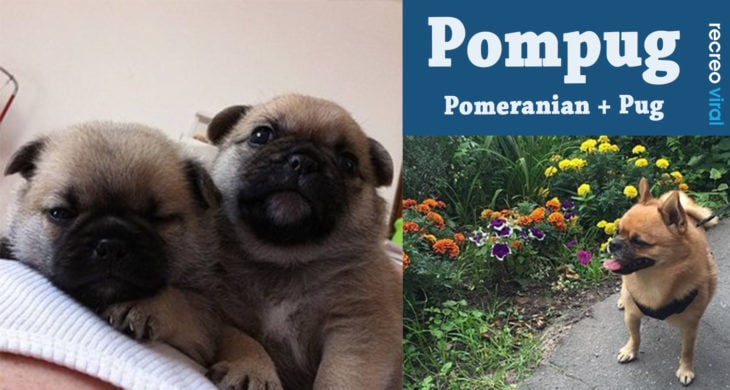 Cruzas de Pug - Pompug