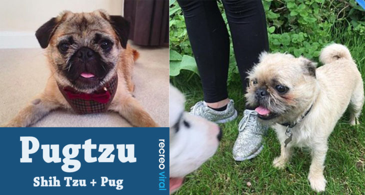 Cruzas de Pug - Pugtzu