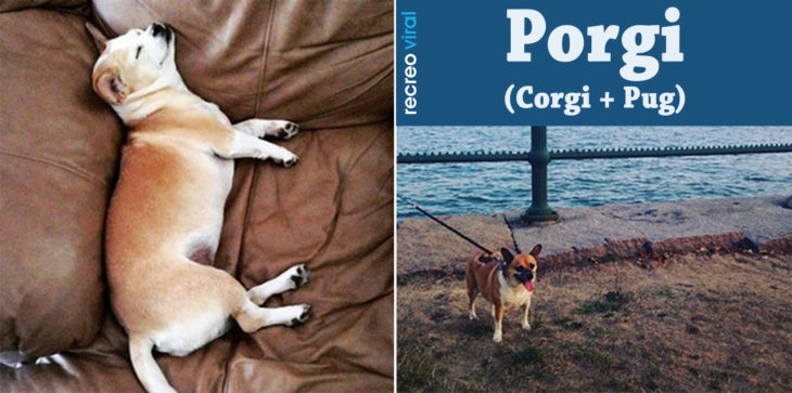 Cruzas de Pug - Porgi