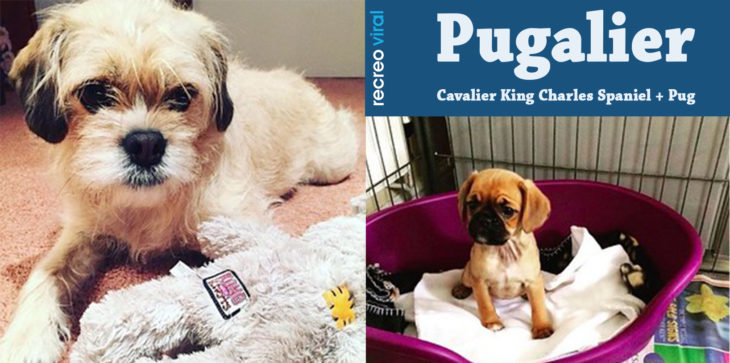 Cruzas de Pug - Pugalier