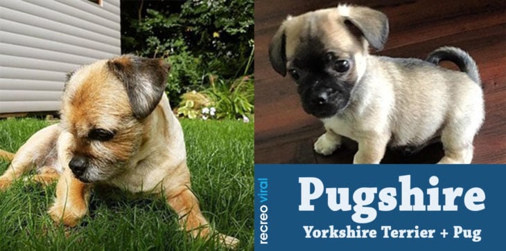 Cruzas de Pug - Pugshire