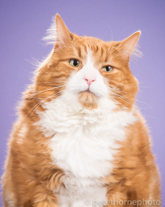 Gatos gordos- gato con cara de aburrido fondo morado