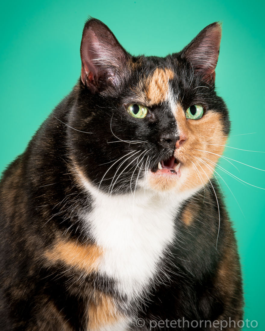 15 Gatos gordos que no pierden ni un gramo de su actitud