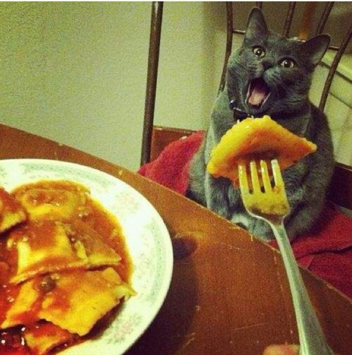 Enamórate de... gato viendo comida