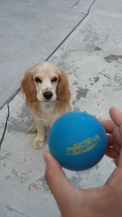 Enamórate de... perro viendo pelota