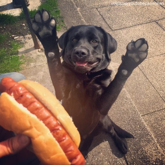 Enamórate de... perro viendo un hotdog