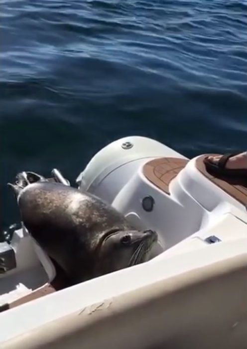 Foca escondida en un bote mientras las orcas la buscaban