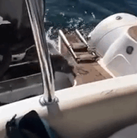 Gif de foca subiéndose a un barco