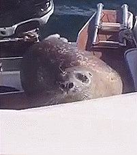 Gif de foca en un bote