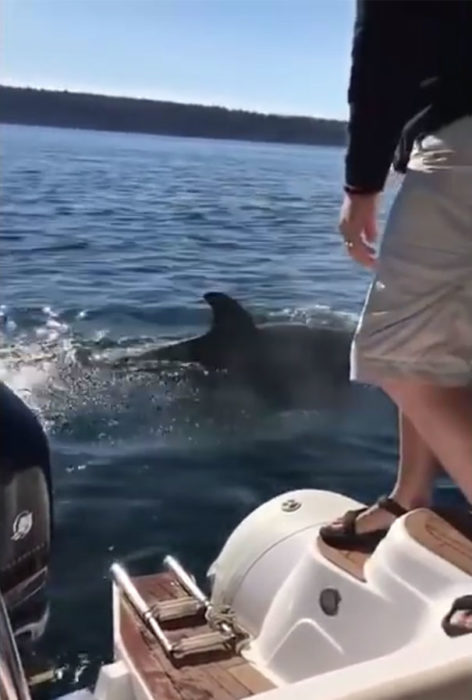 Un hombre en un bote mientras las orcas se pasean alrededor