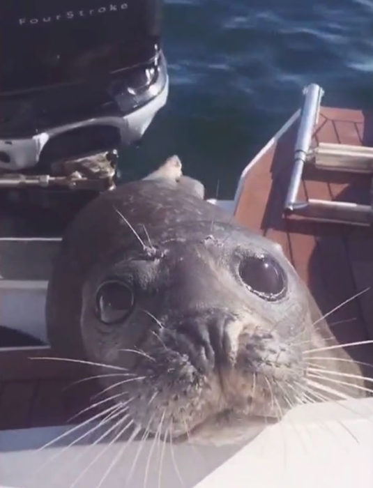 Foto de foca viendo tiernamente a la cámara