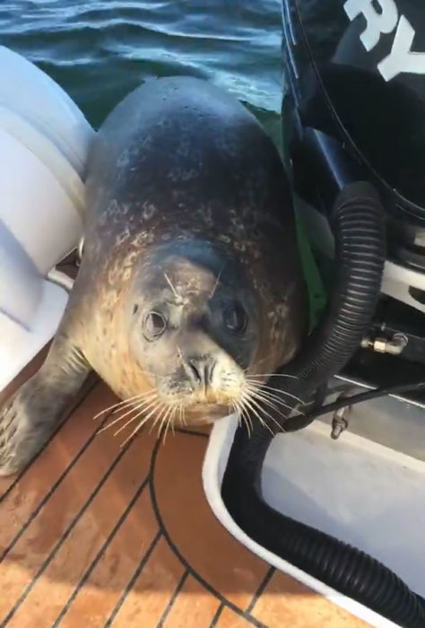 Foca arriba de un bote con su mirada fija en la cámara