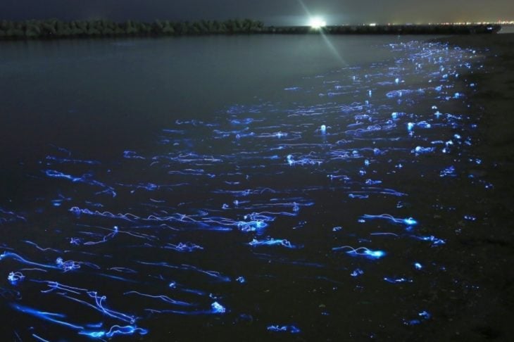 Fotos impresionantes y hermosas. Mar japón luciérnagas del mar