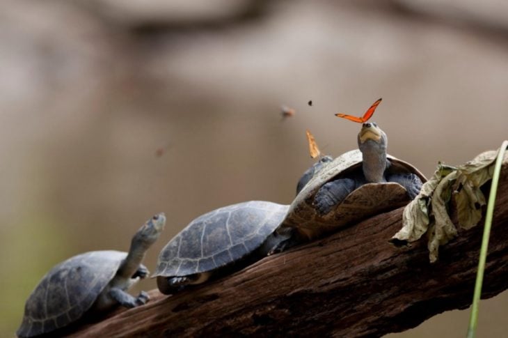 Fotos impresionantes y hermosas. Mariposa sobre una tortuga