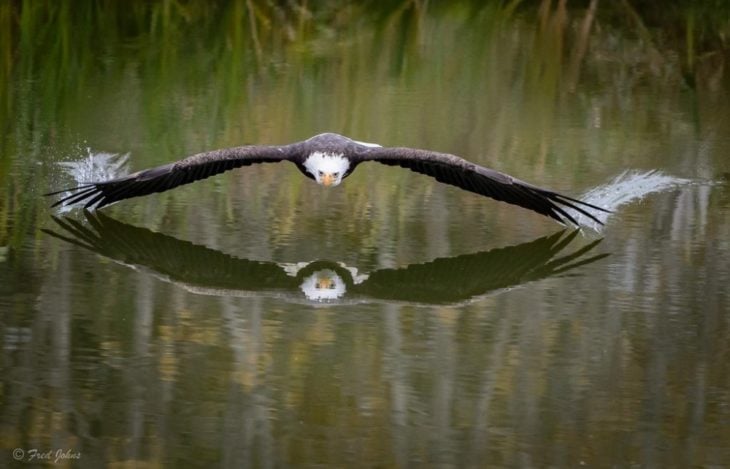 Fotos impresionantes y hermosas. Águila volando al raz del lago