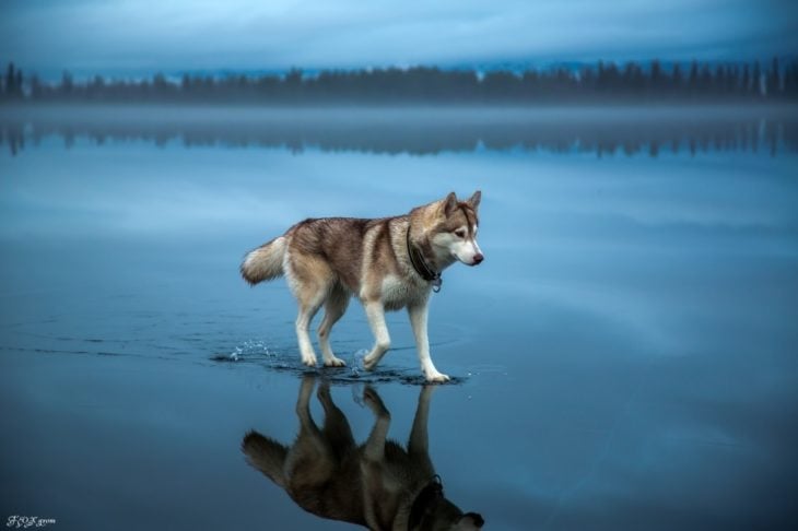 Fotos impresionantes y hermosas. Lobo caminando en el lago un paisaje azul