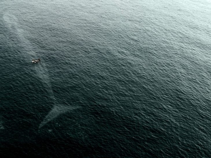 Fotos impresionantes y hermosas. una ballena justo abajo de una barca