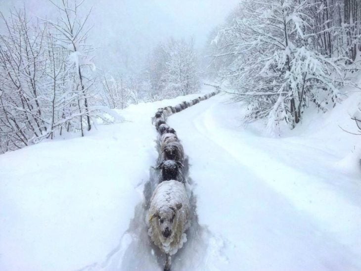 Fotos impresionantes y hermosas. Ovejas abriendose camino en medio de la nieve