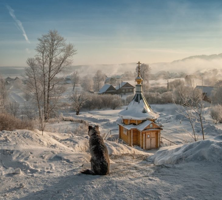 Fotos impresionantes y hermosas. Perro en un paisaje nevado