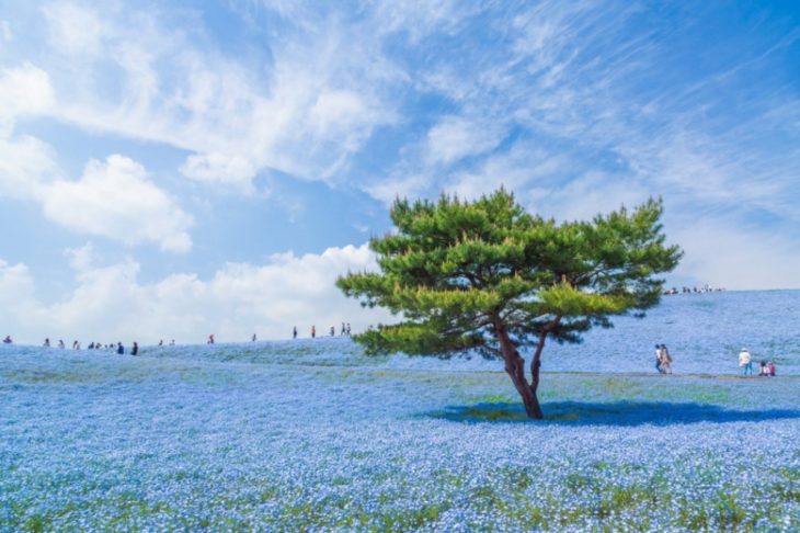 Fotos impresionantes y hermosas. Un arbol en medio de un jardin azul