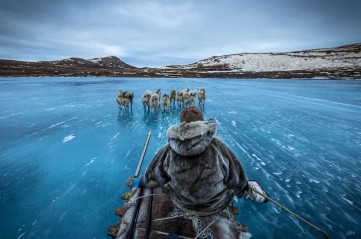 Fotos impresionantes y hermosas. Lobos arrastrando a un esquimal